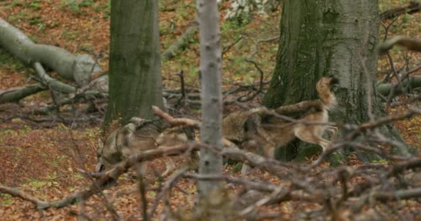 Gray wolves (Canis Lupus) are sniffing in the autumn forest, slow motion — 图库视频影像