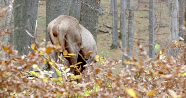 Червоні олені (Cervus elaphus) годують в осінньому лісі . — стокове відео