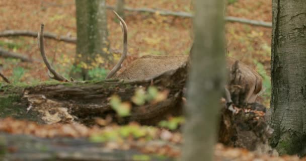 Червоні олені (Cervus elaphus) пасуться в осінньому лісі, повільний рух — стокове відео