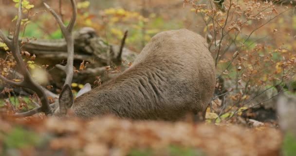 Red deer (Cervus elaphus) grazing in the autumn forest, slow motion — Stockvideo