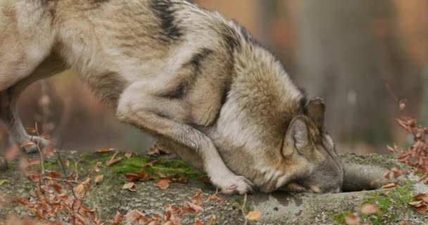 Gray wolf (Canis Lupus) sniffing and looking for food in the autumn forest, slow motion — Vídeo de Stock
