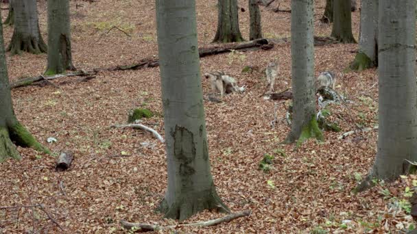Avrupa Gri Kurtları (Canis Lupus Lupus) Ormanda Koşuyor — Stok video
