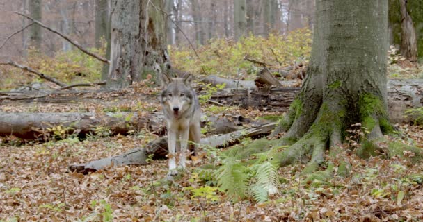 European Gray Wolf (Canis Lupus) v podzimním lese — Stock video
