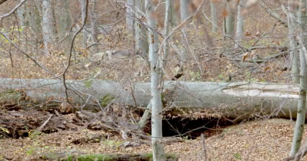 Серый волк (Canis Lupus) идет через упавшее дерево в осеннем лесу, замедленное движение — стоковое видео