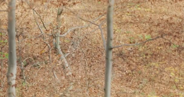 Lobo gris (Canis Lupus) corriendo en el bosque de otoño, cámara lenta — Vídeos de Stock