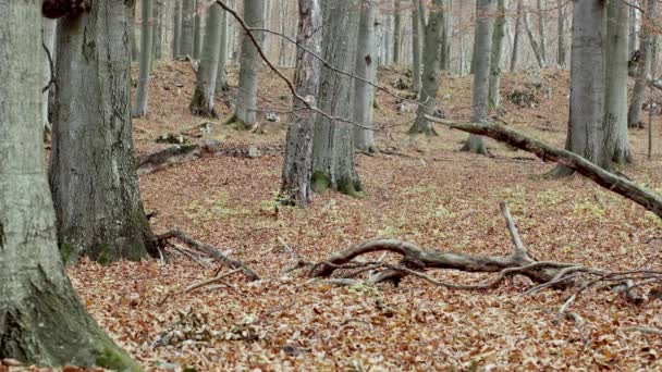 Lobos grises (Canis Lupus) corriendo en el bosque otoñal — Vídeo de stock