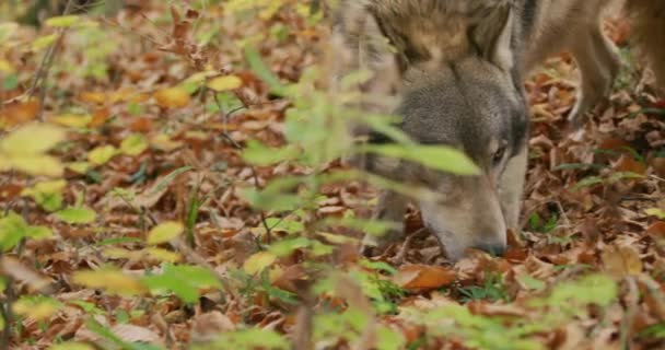 Avrupa Gri Kurdu (Canis Lupus) sonbahar ormanında, yavaş çekim, yakın plan — Stok video