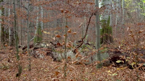 Loups gris d'Europe (Canis Lupus Lupus) dans la forêt — Video