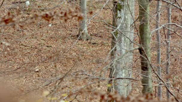 Evropští šedí vlci (Canis Lupus Lupus) běží v lese — Stock video
