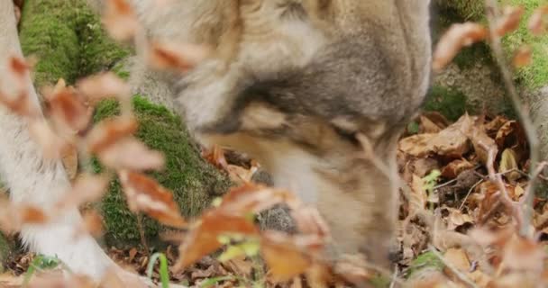 Lobo gris (Canis Lupus) olfateando en el bosque de otoño, cámara lenta, primer plano — Vídeo de stock