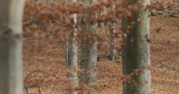 Серый волк (Canis Lupus), бегущий в осеннем лесу, замедленная съемка — стоковое видео