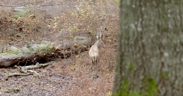 Red deer (Cervus elaphus) in the autumn forest — Stockvideo