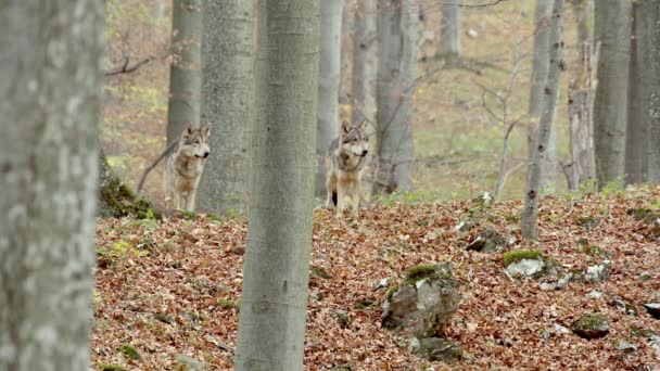 European Gray Wolves (Canis Lupus Lupus) In The Forest — Stockvideo
