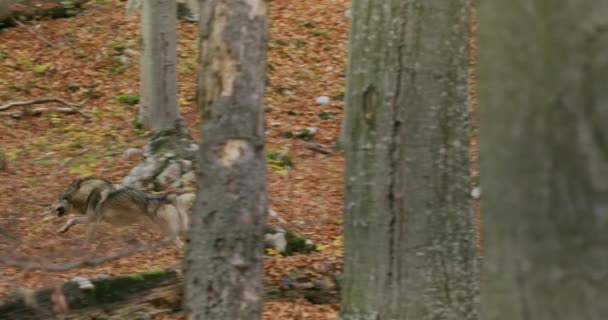 Gray wolf (Canis Lupus) running in the autumn forest, slow motion — 图库视频影像