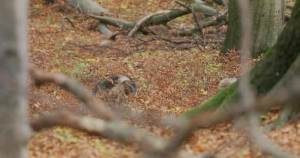 Gray wolves (Canis Lupus) are looking for food in the autumn forest, slow motion — стоковое видео