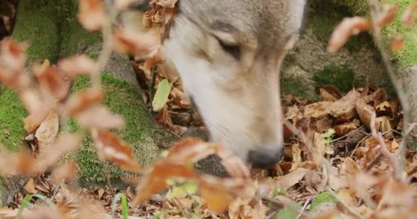 Šedý vlk (Canis Lupus) čenichá v podzimním lese, zpomaluje, zblízka — Stock video
