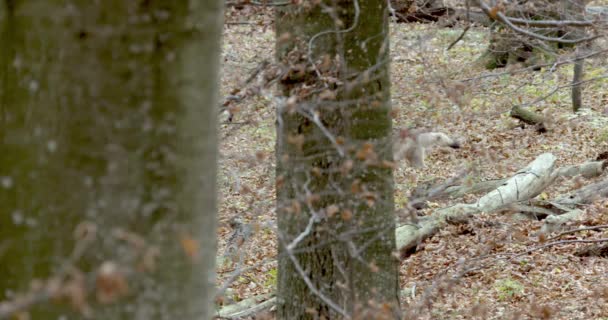 Серые волки (волчанка-собака) бегут в лесу. Медленное движение — стоковое видео