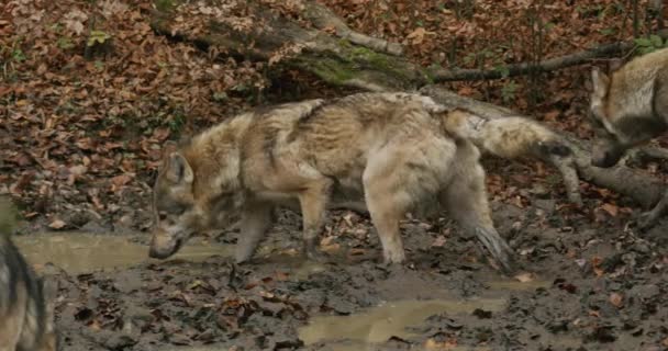Gray wolves (Canis Lupus) drinking from a forest puddle in the autumn forest, slow motion shot — Stockvideo