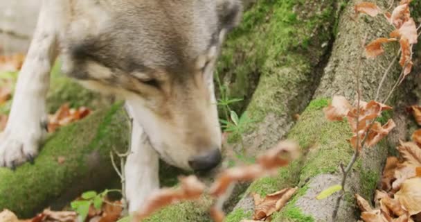 Gray wolf (Canis Lupus) sniffing in the autumn forest, slow motion, close-up — 图库视频影像