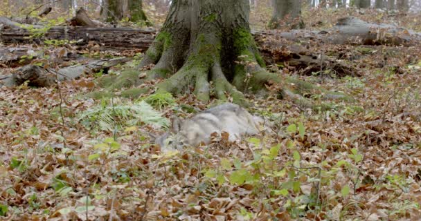 Avrupa Gri Kurdu (Canis Lupus) sonbahar ormanında dinleniyor — Stok video