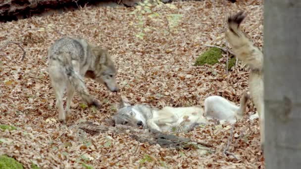 Европейские серые волки (Canis Lupus) играют в осеннем лесу — стоковое видео