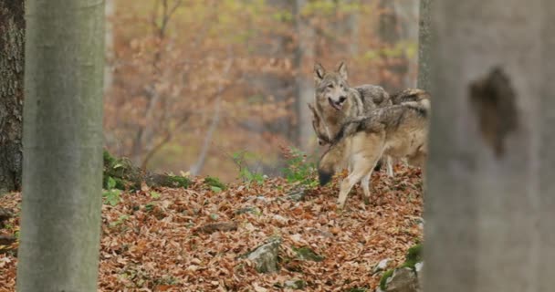Avrupa Gri Kurtları (Canis Lupus Lupus) Ormanda, Yavaş Çekimde Koşuyor — Stok video