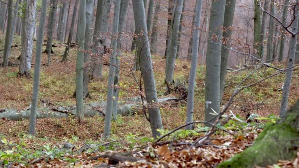 European Gray wolves (Canis Lupus) in the autumn forest — 图库视频影像