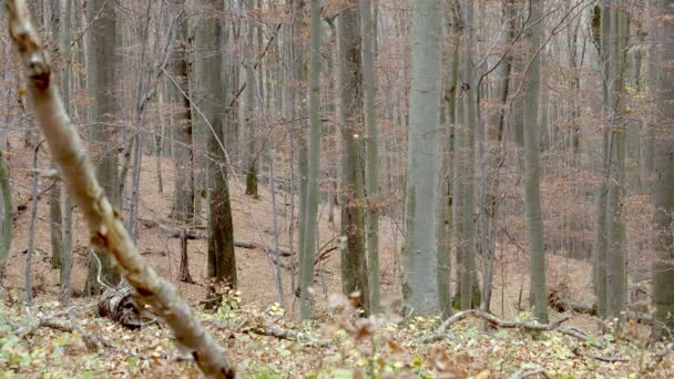 Lobos grises (Canis Lupus Lupus) corre en el bosque — Vídeos de Stock