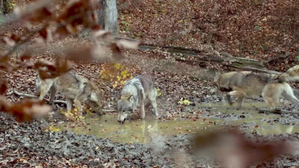 Gray wolves (Canis Lupus) sniffing in the autumn forest — 图库视频影像
