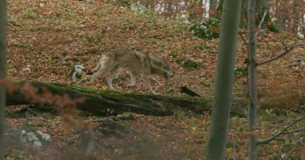 Europäischer Grauer Wolf (Canis Lupus) läuft in Zeitlupe durch einen umgestürzten Baum im Herbstwald — Stockvideo