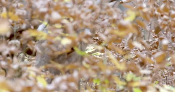 Red Deer In Autumn Grazing, Hungary, Close-up — Video Stock