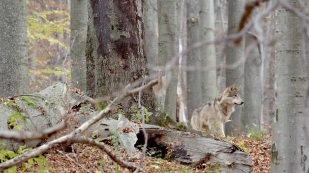 Gray Wolf (Canis Lupus) in the autumn forest — 图库视频影像