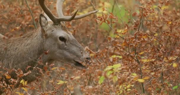 Red Deer In Autumn Grazing, Hungary, Europe, slow motion — Stok video