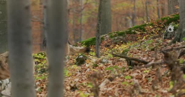 Grå vargar (Canis Lupus) i höstskogen, slow motion — Stockvideo