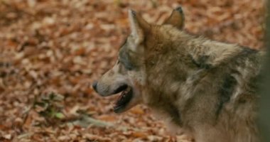 Avrupa Gri Kurt (Canis Lupus), sonbahar ormanlarında yavaş çekim, yakın çekim, izleme ve koşma