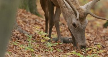 Sonbahar ormanlarında beslenen kırmızı geyik (Cervus elaphus), yavaş çekimde.