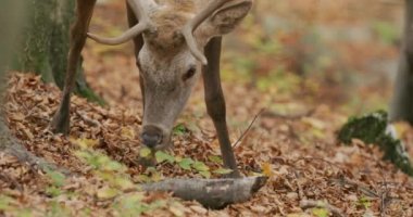 Kızıl geyik (Cervus elaphus) sonbahar ormanında, Macaristan, Avrupa, yavaş çekim