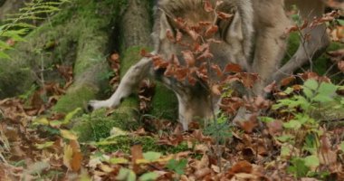 Gri Kurt (Canis Lupus), sonbahar ormanlarında yiyecek aramak, yavaş çekim, yakın çekim