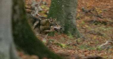 Gri Kurt (Canis Lupus) sonbahar ormanında, yavaş çekim