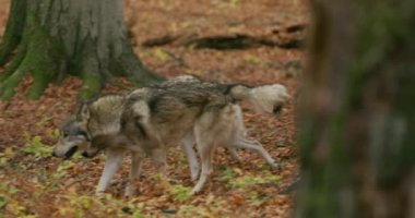 Gray wolves (Canis Lupus) in the autumn forest, slow motion