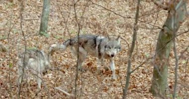 Avrupa Gri Kurtları (Canis Lupus Lupus) Ormanda Koşuyor