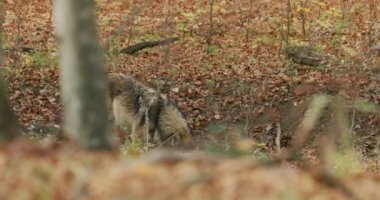 Gri kurtlar (Canis Lupus) sonbahar ormanındaki bir orman birikintisinden yavaş çekimde su içerler.