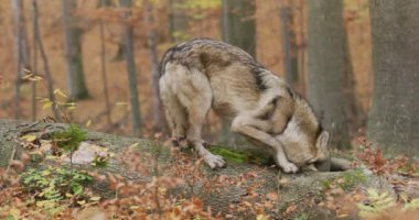 Gray wolf (Canis Lupus) sniffing and looking for food in the autumn forest, slow motion