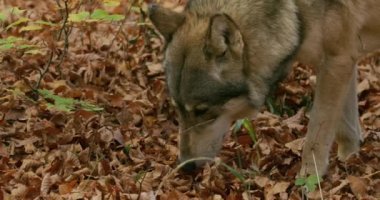 Gri Kurt (Canis Lupus) sonbahar ormanını kokluyor, yavaş çekim