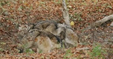 Gri kurtlar (Canis Lupus) sonbahar ormanındaki bir su birikintisinden yavaş çekimde su içerler.