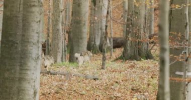 European Gray Wolves (Canis Lupus Lupus) Is Running In The Forest. Slow motion