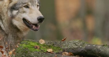 Avrupa Gri Kurdu (Canis Lupus) yavaş çekim. Yakın plan.