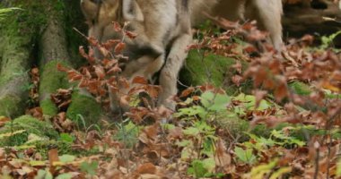 Avrupa Gri Kurdu (Canis Lupus) sonbahar ormanında, yavaş çekim, yakın plan