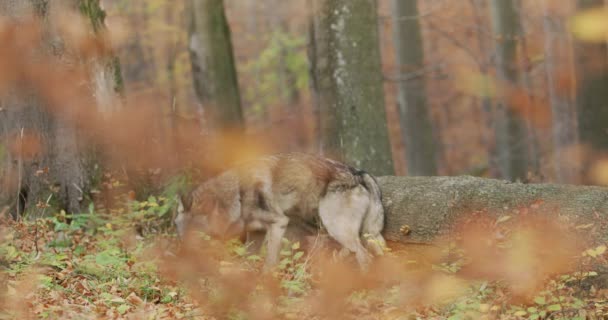 Gray wolf (Canis Lupus) looking for food, slow motion — ストック動画