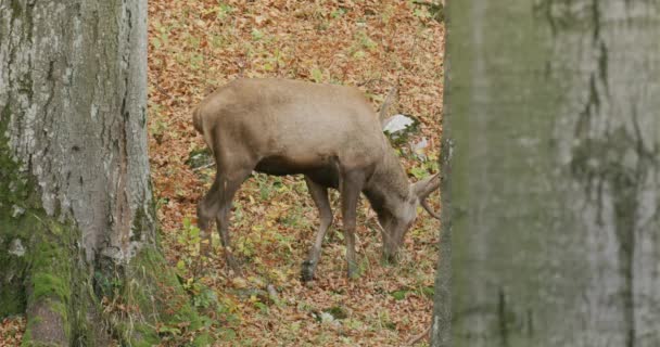 Червоний олень (Cervus elaphus) пасеться в осінньому лісі (Угорщина, Європа). — стокове відео